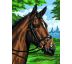 Malování podle čísel od Royal & Langnickel - Kůň